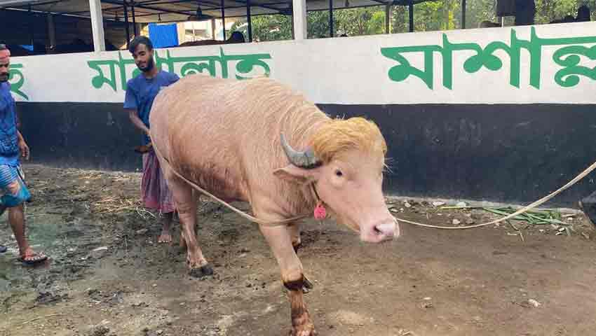 কোরবানির পরিবর্তে ‘ডোনাল্ড ট্রাম্পের’ ঠাঁই হচ্ছে চিড়িয়াখানায়