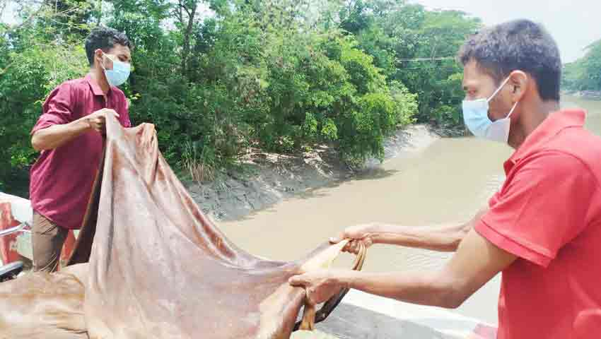 বিক্রি না হওয়ায় নদীতে ফেলা হলো কোরবানির পশুর চামড়া