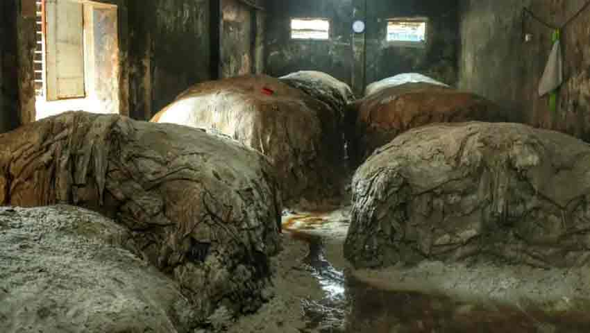 দুই হাজার টাকার চামড়া বিক্রি হচ্ছে ৪০০-৬০০ টাকায়