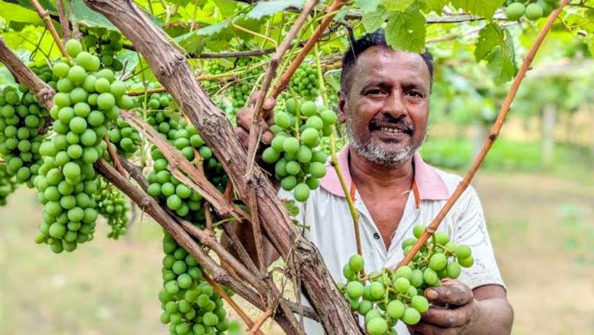 শালিখায় আঙুর চাষে সফল জামাল মণ্ডল