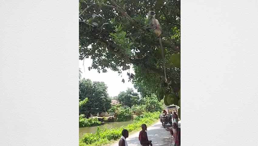 লোকালয়ে ঘুরে বেড়াচ্ছে মুখপোড়া হনুমান, দেখতে উৎসুক জনতার ভিড়  