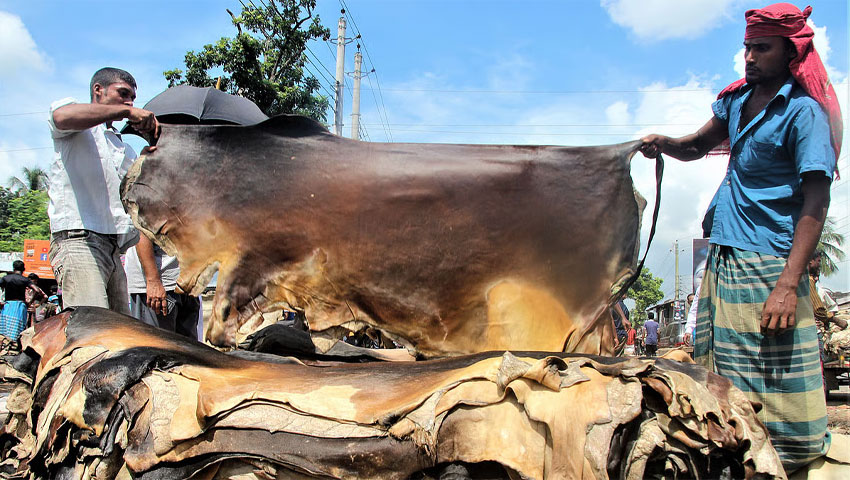 কুরবানির পশুর চামড়া গরিবের হক