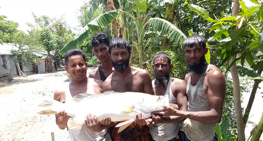মনপুরায় পুকুরে ধরা পড়ল ১৩ কেজি ওজনের কোরাল মাছ