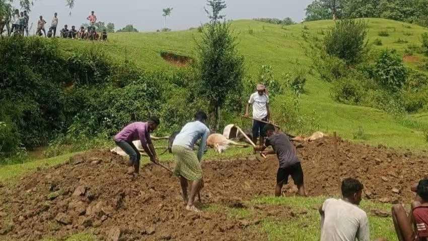 বজ্রপাতে চা শ্রমিক পরিবারের ১৩ গরু ও ১ মহিষের মৃত্যু