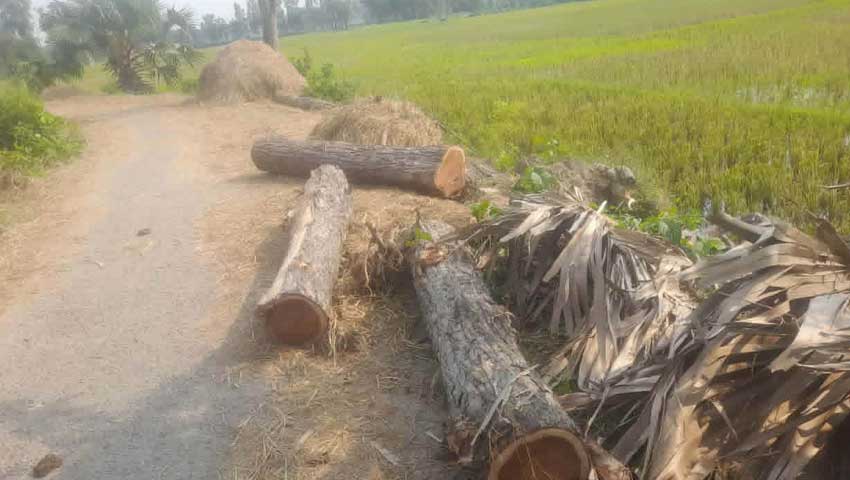বিএনপি নেতার স’মিলে মিলল সরকারি গাছ, অবশেষে জব্দ 