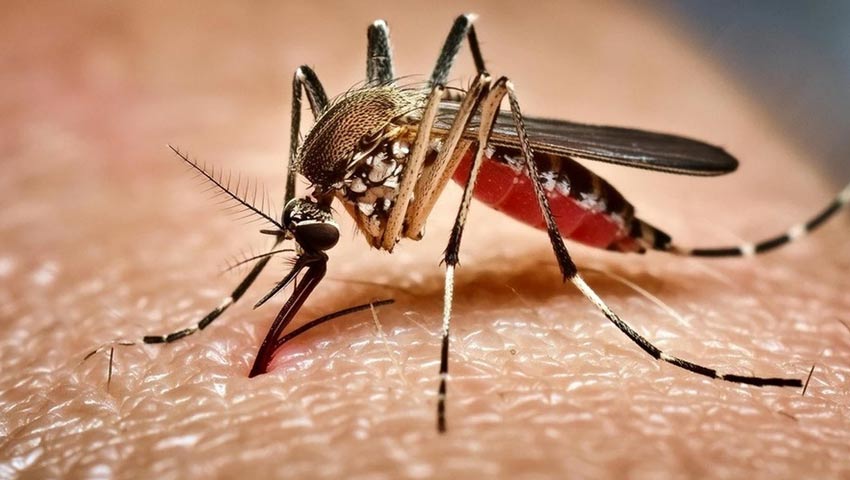 মশা মরে না কোনো কৌশলে