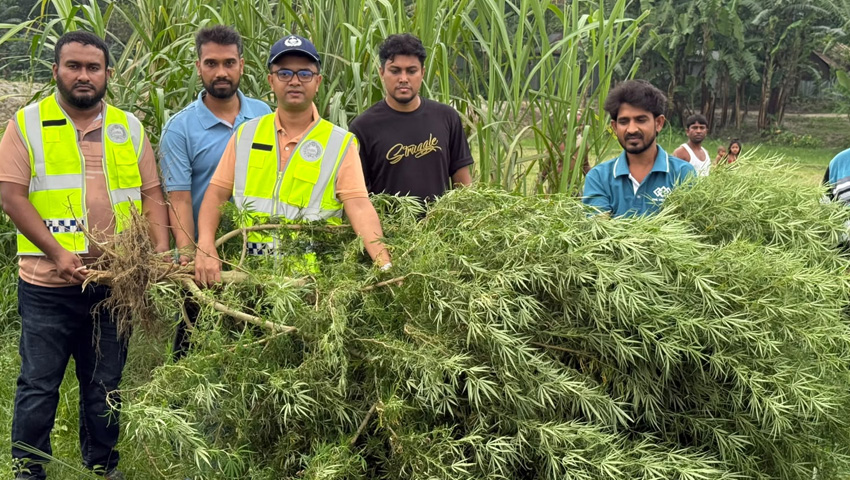 মরিচ খেতে গাঁজার চাষ, ১০ ফুট উচ্চতার গাছ জব্দ