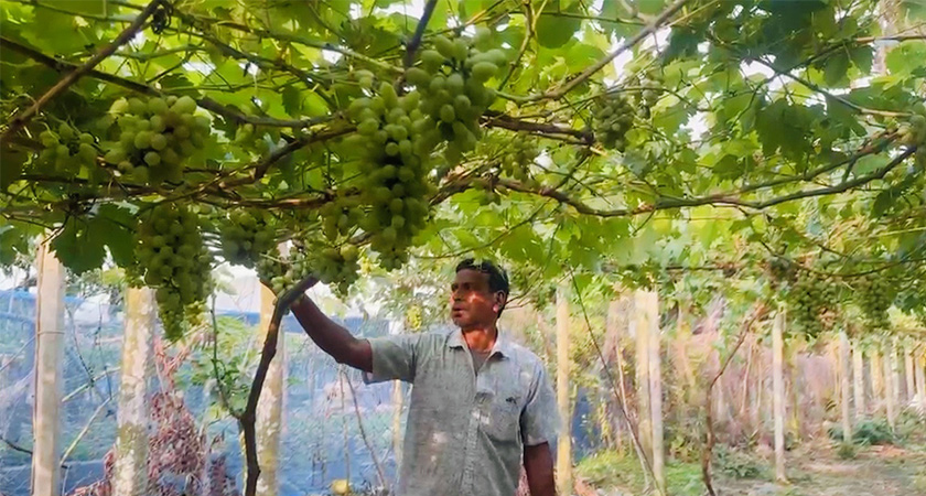 এবার ৯ লাখ টাকার আঙুর বিক্রির আশা করছেন আব্দুল আজিজ।