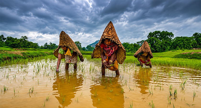 ঘঙ মাথায় দিয়ে মাঠে কাজ করছেন চাষীরা।
