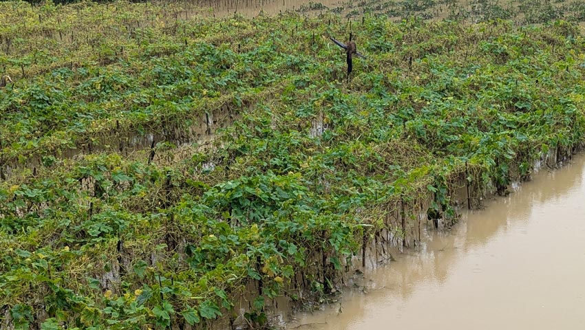 স্ফসলিজমি পানিতে তলিয়ে গেছে। ছবি : সংগৃহীত 