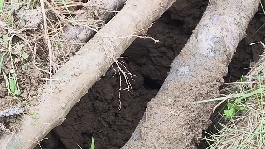 খোঁড়া অবস্থায় কঙ্কালশূন্য কবর। ছবি : সময়ের আলো
