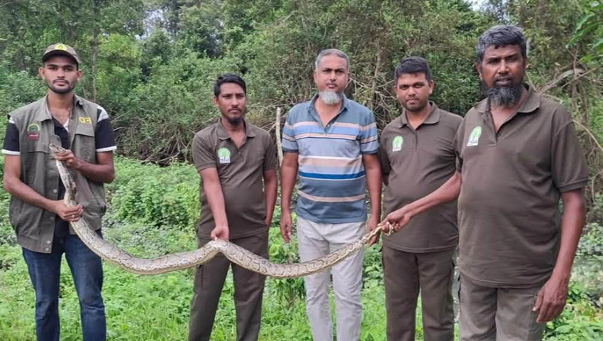 সুন্দরবন সংলগ্ন লোকালয়ে ২০ দিনে ১০ অজগর ও বিষধর সাপ উদ্ধার