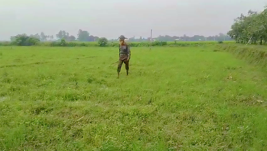 পীরগঞ্জ বন বিভাগের ১০ হাজার চারা গাছ তুলে ফেলেছে দুর্বৃত্তরা
