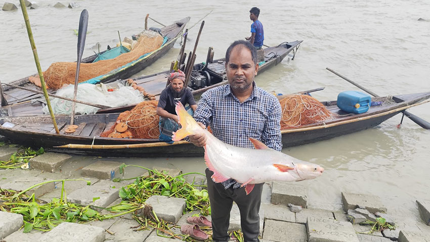 মেঘনায় জেলেদের জালে ধরা পড়ছে বড় বড় পাঙাশ