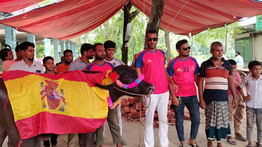 এক মহিষে ২ দলের সমর্থকের ভূরিভোজ আয়োজন