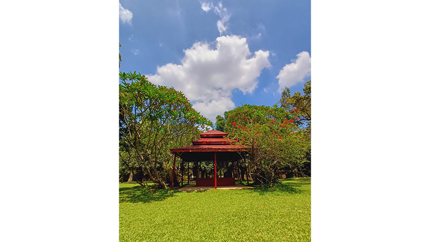 চারপাশে শুধু সবুজ আর সবুজ। ছবি : সময়ের আলো