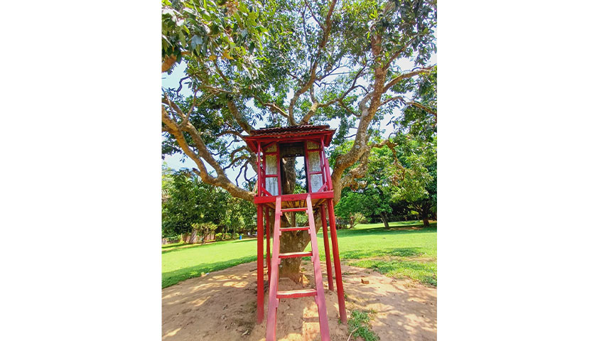 লিচুগাছের ওপর ছোট্ট ঘর। ছবি : সময়ের আলো