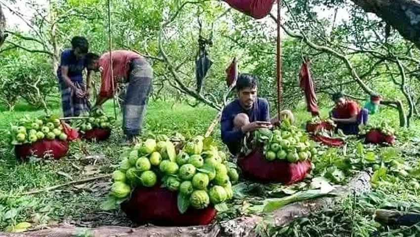 শ্রমিকরা বাগান থেকে পেয়ারা সংগ্রহ করছেন। ছবি : সময়ের আলো
