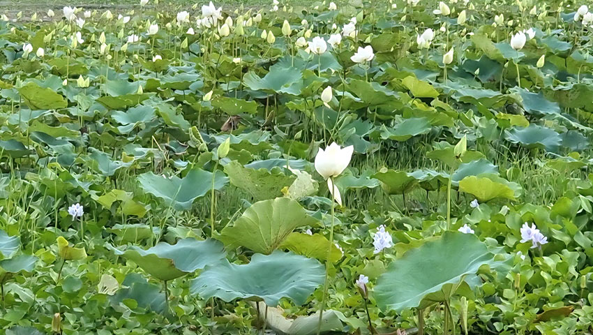 বিলজুড়ে ফুটে থাকা সাদা পদ্ম। ছবি : সময়ের আলো