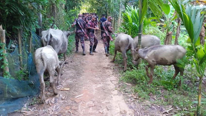 বিএনপি নেতার জিম্মায় থাকা জব্দ ১৪ মহিষের ৯টি উধাও