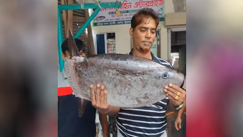 বঙ্গোপসাগরে জেলের জালে বিরল ‘স্লেন্ডার সানফিশ’