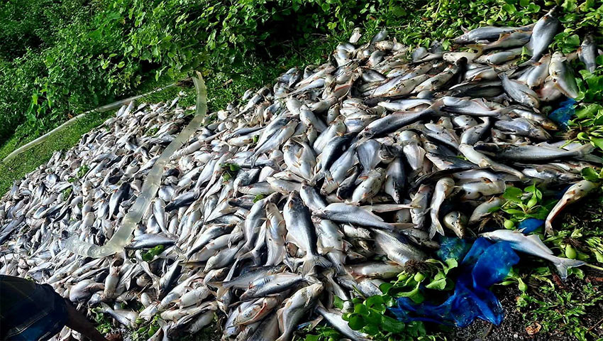 পুকুরে বিষ ঢেলে মাছ নিধন, ১২ লাখ টাকার ক্ষতি