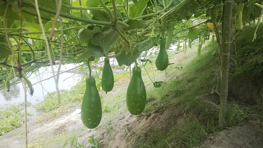 প্রায় ২ কিলোমিটার জুড়ে দেখা মেলে এমন লাউয়ের মাচার। ছবি : সময়ের আলো