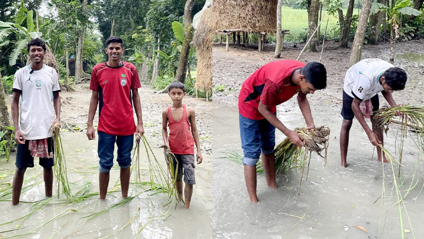 সড়কের বেহাল দশা, ধানের চারা রোপণ করে অভিনব প্রতিবাদ