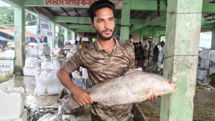  পটুয়াখালীতে জেলের জালে আট কেজির কালো দাতিনা