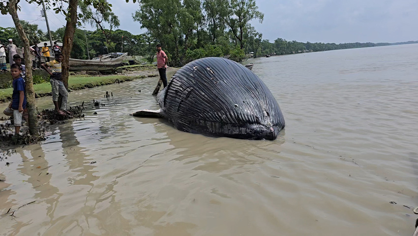 তালতলীতে ভেসে এলো ৩২ ফুটের মৃত তিমি