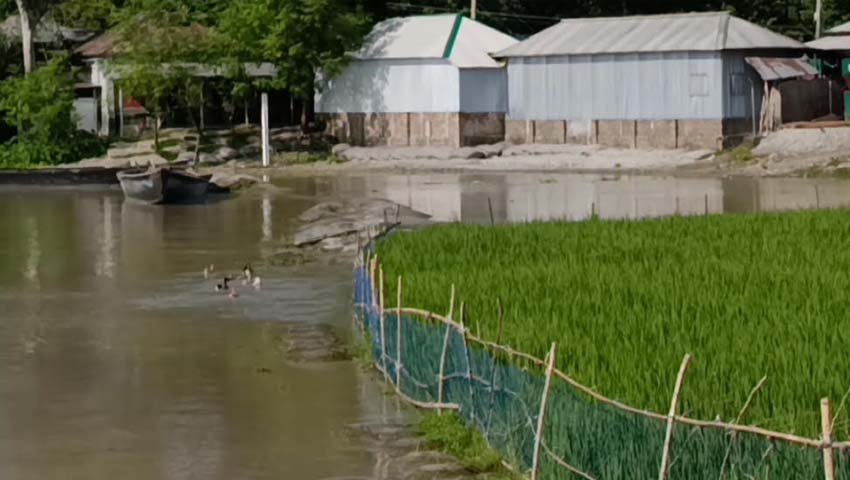 কুড়িগ্রামে ফের বন্যার পদধ্বনি