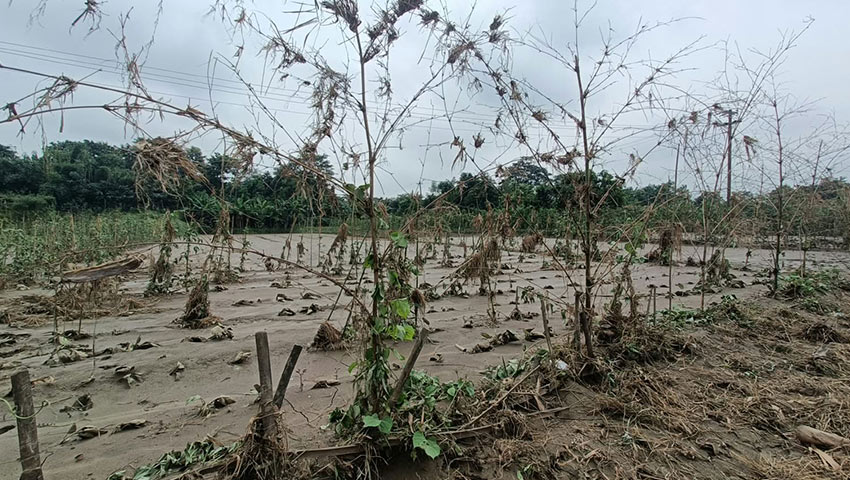 পাহাড়ি ঢলে নষ্ট হওয়া সবজির খেত। ছবি : সময়ের আলো