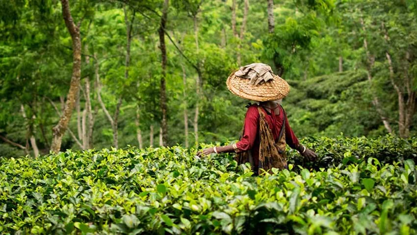 বৃষ্টিতে ঘন চায়ের লিকার..
