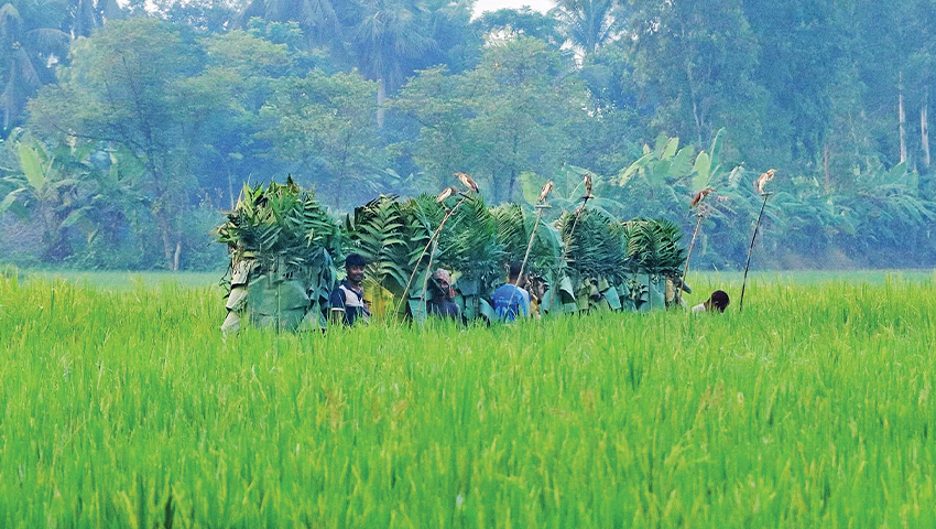 ডানা মেললেই করুণ মৃত্যু 