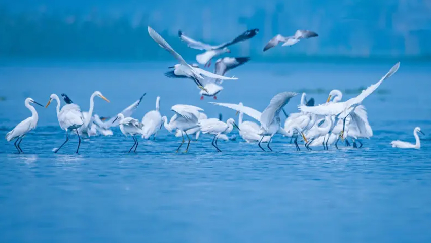 ফেনির মুহুরি প্রজেক্টে কিছু পরিযায়ী গাঙচিল, স্থানীয় বড় বক ও ছোট বক। ২০২৬ সালে ছবিটি তুলেছেন ডাক্তার অনীক চন্দ।