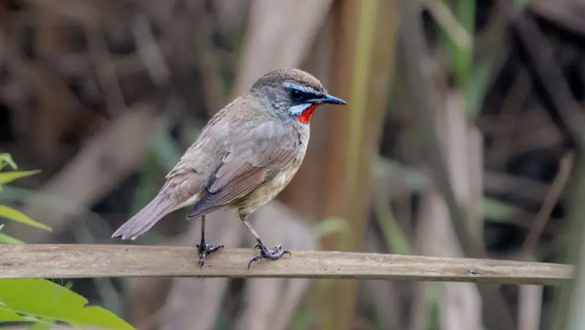 চট্টগ্রামের অনন্যা আবাসিক এলাকায় ২০২৫ সালে ছবিটি তুলেছেন রিজওয়ানুল আলম