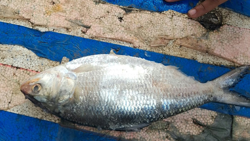 নিষেধাজ্ঞার মধ্যেও চরফ্যাশনে ইলিশ বিক্রির হিড়িক