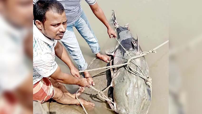 ব্রহ্মপুত্রে ধরা পড়লো ৯০ কেজির বাঘাইড় 