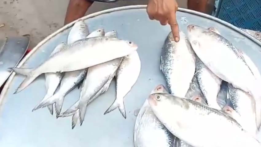 মতলব উত্তরে প্রকাশ্যে বিক্রি হচ্ছে ডিমওয়ালা ইলিশ