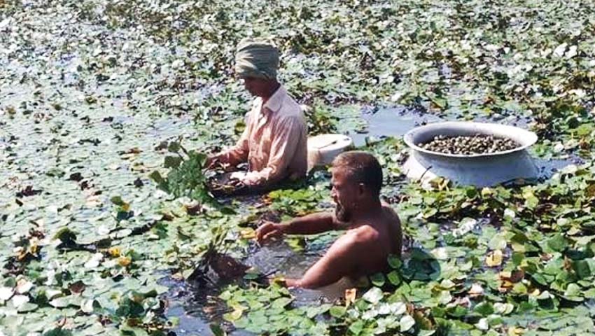 জলবায়ুর বিরূপ প্রভাব, চুলকানি বিলে কমছে পানিফলের আবাদ