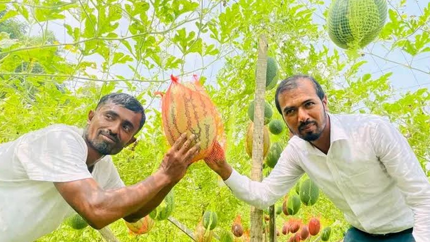চরফ্যাশনে অসময়ে তরমুজ চাষে বাজিমাত মিজানের  