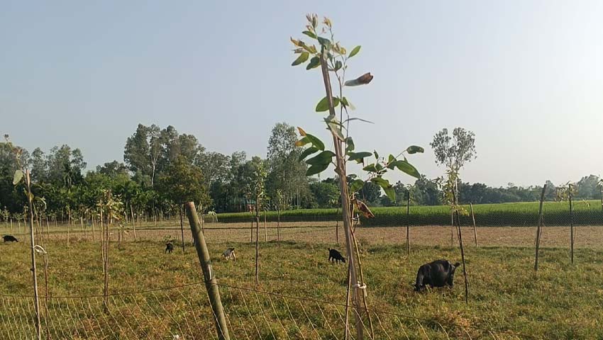 আবাদি জমিতে নিষিদ্ধ ইউক্যালিপটাস, ফসলে ক্ষতির শঙ্কা