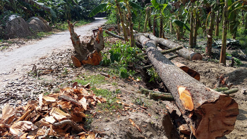পুঠিয়ায় সরকারি গাছ কাটার অভিযোগ, ব্যবস্থা নেই