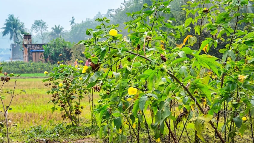 ফুটি কার্পাস। ছবি : সংগৃহীত