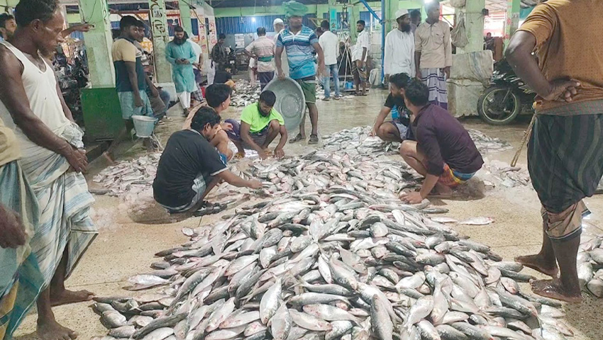 নিষেধাজ্ঞা শেষ হতেই ইলিশবোঝাই ট্রলার, নজরদারি নিয়ে প্রশ্ন